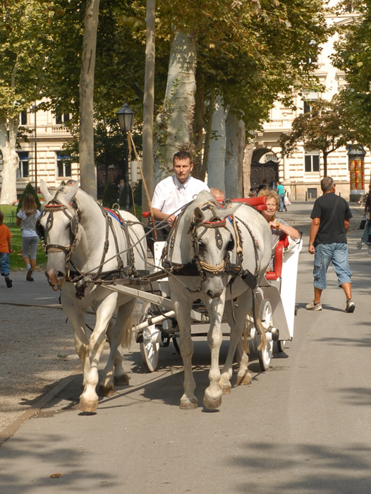 Konji i kocijas u Zagrebu