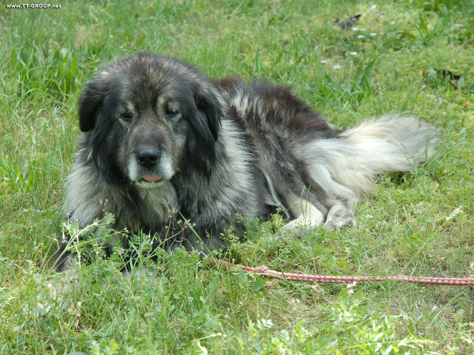 Sar planinac Dog's photo