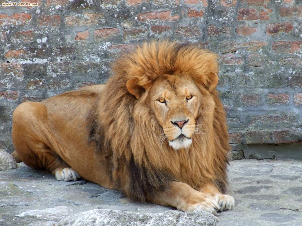 Slika lava, kralja životinja, Beogradski Zoološki vrt